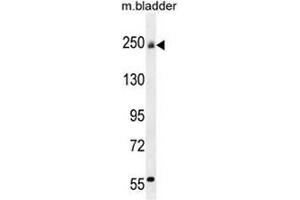 COL5A1 Antibody (N-term) western blot analysis in mouse bladder tissue lysates (35µg/lane). (Collagen Type V anticorps  (N-Term))