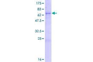 Image no. 1 for CUGBP, Elav-Like Family Member 5 (CELF5) (AA 1-402) protein (GST tag) (ABIN1346891)