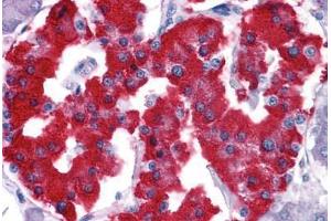 anti-V-Set Domain Containing T Cell Activation Inhibitor 1 (VTCN1) antibody