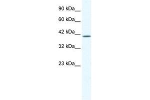KCNK13 antibody used at 1. (KCNK13 anticorps  (C-Term))
