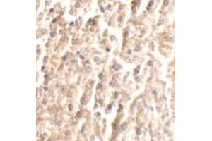 Immunohistochemical analysis of ANGPT2 in mouse liver tissue with ANGPT2 polyclonal antibody  at 2. (Angiopoietin 2 anticorps  (C-Term))