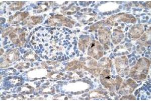 Immunohistochemical staining (Formalin-fixed paraffin-embedded sections) of human kidney with IFI44L polyclonal antibody  at 4-8 ug/mL working concentration. (IFI44L anticorps  (N-Term))
