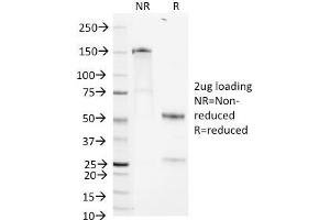 SDS-PAGE Analysis Purified Heparan Sulfate Monoclonal Antibody (A7L6). (HSPG2 anticorps)