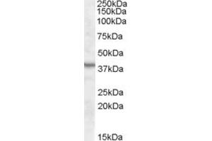 ABIN263183 (1µg/ml) staining of Mouse Kidney lysate (35µg protein in RIPA buffer) with (B) and without (A) blocking with the immunising peptide.