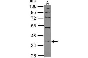 WB Image Sample (30 ug of whole cell lysate) A: 293T 10% SDS PAGE antibody diluted at 1:1000