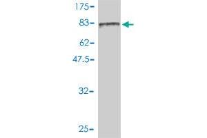 Western Blot detection against Immunogen (116.