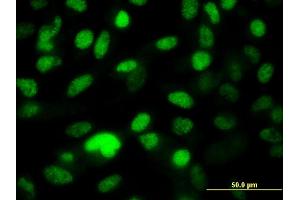 Immunofluorescence of monoclonal antibody to PPP1R8 on HeLa cell. (PPP1R8 anticorps  (AA 1-209))