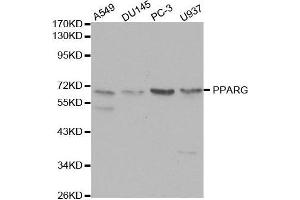 Western blot analysis of extracts of various cell lines, using PPARG antibody. (PPARG anticorps  (AA 50-150))