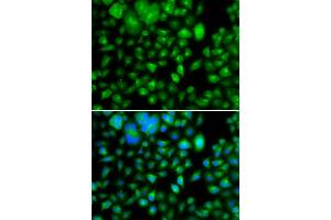 Immunofluorescence analysis of A549 cells using METTL7B antibody (ABIN5974333). (METTL7B anticorps)