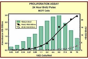 ELISA image for Bromodeoxyuridine (BrdU) ELISA Kit (ABIN955803)