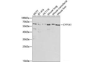 Western blot analysis of extracts of various cell lines using CYP1A1 Polyclonal Antibody at dilution of 1:1000.