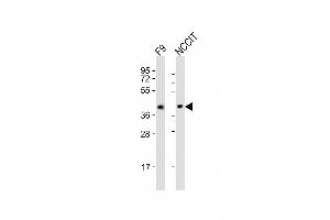 All lanes : Anti-Rnf2 Antibody (Center) at 1:2000 dilution Lane 1: F9 whole cell lysates Lane 2: NCCIT whole cell lysates Lysates/proteins at 20 μg per lane. (RNF2 anticorps  (AA 198-232))