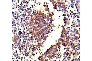 IHC analysis of FFPE human lymph tissue stained with C7 antibody (C7 anticorps  (AA 375-403))