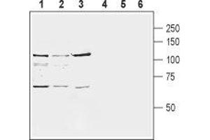 Western blot analysis of rat brain membranes (lanes 1 and 4), mouse brain membranes (lanes 2 and 5) and human SH-SY5Y neuroblastoma cell line lysate (lanes 3 and 6): - 1-3. (GRM8 anticorps  (Extracellular, N-Term))