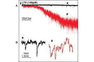α-Latrotoxin elicits synaptic transmission. (alpha-Latrotoxin Protéine)