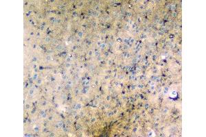 IHC analysis of LRTOMT using anti-LRTOMT antibody (ABIN7602986). (Leucine Rich Transmembrane and 0-Methyltransferase Domain Containing (LRTOMT) (Middle Region) anticorps)