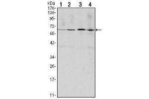 Western Blot showing CCNB1 antibody used against Hela (1), Jurkat (2), K562 (3) and PC-12 (4) cell lysate. (Cyclin B1 anticorps)