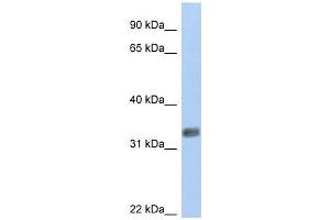 PURG antibody used at 0. (PURG anticorps  (N-Term))
