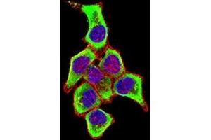 Immunofluorescence analysis of Hela cells using CD169 mouse mAb (green).