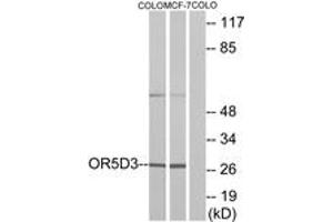 Western blot analysis of extracts from COLO205 cells/MCF-7 cells, using OR5D3 Antibody. (OR5D3P anticorps  (AA 148-197))