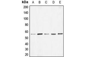 Western blot analysis of BMP7 expression in HEK293T (A), Raw264. (BMP7 anticorps  (Center))