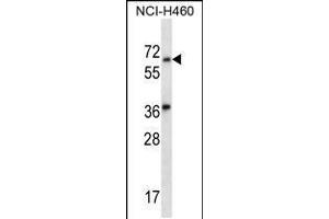 Western blot analysis in NCI-H460 cell line lysates (35ug/lane). (LINGO3 anticorps  (C-Term))