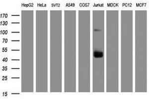 Image no. 5 for anti-CD2 (CD2) antibody (ABIN1497193) (CD2 anticorps)