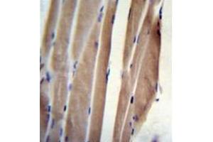 Formalin fixed, paraffin embedded human skeletal muscle stained with POLR2J Antibody (C-Term) followed by peroxidase conjugation of the secondary antibody and DAB staining (POLR2J anticorps  (C-Term))