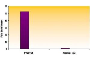 Histone H3 trimethyl Lys4 antibody tested by ChIP analysis. (Histone 3 anticorps  (H3K4me3))