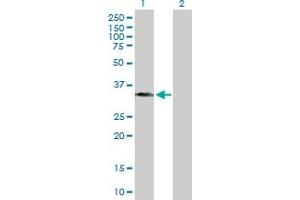 Western Blot analysis of BXDC1 expression in transfected 293T cell line by BXDC1 MaxPab polyclonal antibody. (RPF2 anticorps  (AA 1-306))