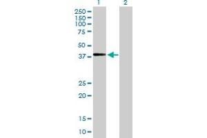 Western Blot analysis of ADAMTSL4 expression in transfected 293T cell line by ADAMTSL4 MaxPab polyclonal antibody. (ADAMTSL4 anticorps  (AA 1-424))