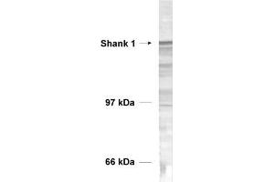 dilution: 1 : 1000, sample: rat brain homogenate (SHANK1 anticorps  (AA 135-149))