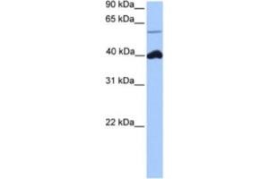 anti-LOC390738 (LOC390738) antibody