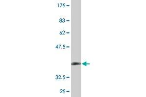 Western Blot detection against Immunogen (36.