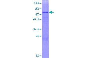 Image no. 1 for UDP-GlcNAc:betaGal beta-1,3-N-Acetylglucosaminyltransferase 6 (Core 3 Synthase) (B3GNT6) (AA 1-384) protein (GST tag) (ABIN1346309)