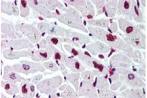 Human Heart (formalin-fixed, paraffin-embedded) stained with Histone H2B antibody ABIN291581 at 5 ug/ml followed by biotinylated goat anti-rabbit IgG secondary antibody ABIN481713, alkaline phosphatase-streptavidin and chromogen. (Histone H2B anticorps  (AA 111-125))