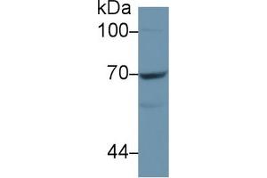 Detection of CD73 in Mouse Cerebrum lysate using Polyclonal Antibody to Cluster Of Differentiation 73 (CD73)