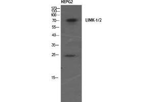 Western Blot (WB) analysis of HepG2 using LIMK-1/2 Polyclonal Antibody. (LIMK-1/2 (Ser104) anticorps)