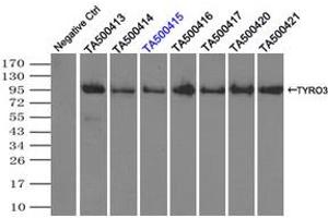 Image no. 1 for anti-TYRO3 Protein Tyrosine Kinase (TYRO3) antibody (ABIN1501603) (TYRO3 anticorps)