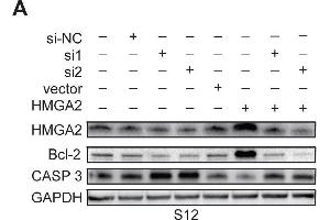 Expression of HMGA2 and its related genes in S12, SiHa, and CaSki cellsWestern blot analysis of HMGA2, Bcl-2, and Caspase 3 protein expression in S12 (A), SiHa (B), and CaSki (C) cells and control cells after treatment with HMGA2 overexpression plasmid or siRNAs. (Caspase 3 anticorps  (AA 55-160))
