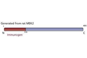 Image no. 3 for anti-Mitogen-Activated Protein Kinase Kinase 2 (MAP2K2) (AA 1-110) antibody (ABIN967846) (MEK2 anticorps  (AA 1-110))
