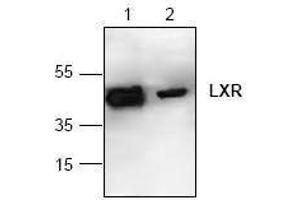 Image no. 1 for anti-Nuclear Receptor Subfamily 1, Group H, Member 2 (NR1H2) antibody (ABIN127272) (NR1H2 anticorps)