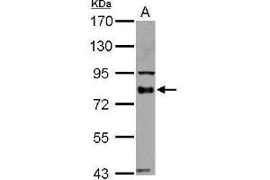 WB Image BAG3 antibody detects BAG3 protein by Western blot analysis.
