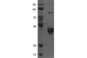 Validation with Western Blot