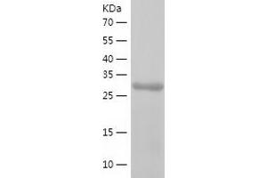 Western Blotting (WB) image for Protein Tyrosine Phosphatase G1 (PTPN12) (AA 2-300) protein (His tag) (ABIN7124676)