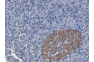 Detection of LRG1 in Human Pancreas Tissue using Monoclonal Antibody to Leucine Rich Alpha-2-Glycoprotein 1 (LRG1) (LRG1 anticorps  (AA 37-340))