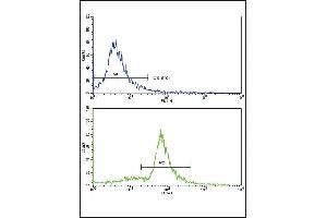 Flow cytometric analysis of ATDC5 cells using MCCC2 Antibody (Center) (bottom histogram) compared to a negative control cell (top histogram). (MCCC2 anticorps  (AA 163-189))