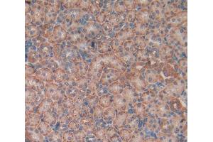 IHC-P analysis of kidney tissue, with DAB staining. (APOA2 anticorps  (AA 24-102))