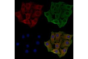 ABIN6257929 and ABIN6274818 staining Hela cells by IF/ICC.