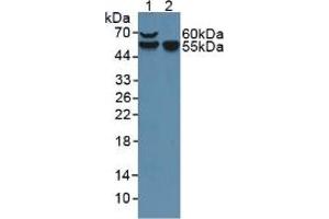 Figure. (Factor VII anticorps  (AA 42-169))